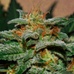 Auto Sweetberry Cough fem. Garden of Green Seeds