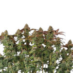 Auto Terp & Tonic fem. Seedstockers Superior