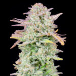 Auto Trainwreck fem. FastBuds Seeds