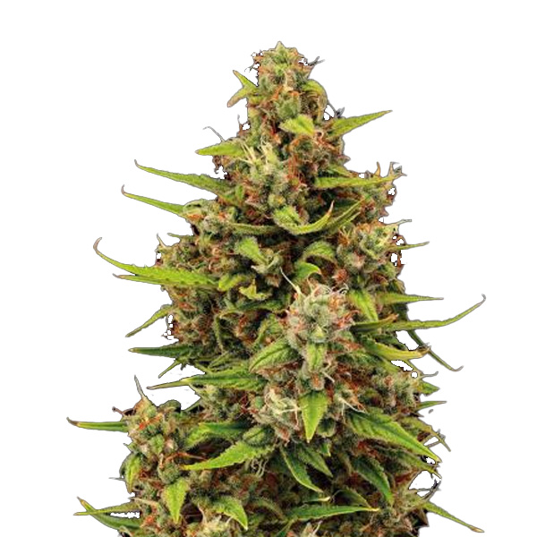 Auto-Tropical-Zmoothie-fem-1-u-Seedstockers-Superior.jpg Auto Tropical Zmoothie fem. Seedstockers Superior - immagine 1