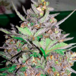 Auto Violet Kush 1 fem. Garden of Green Seeds