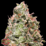 Auto Waist Deep 3 donne Heavyweight Seeds