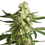 Auto White Diesel Haze fem. White Label