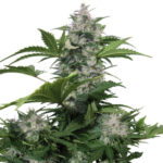 Auto White Dwarf 3 femmine Buddha Seeds