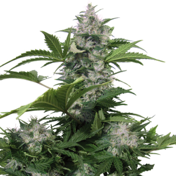 Auto-White-Dwarf-3-u-fem-Buddha-Seeds.jpg Auto White Dwarf 3 femmine Buddha Seeds - immagine 1