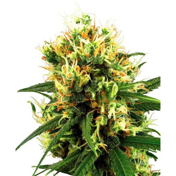 Auto-White-Haze-1-u-fem-White-Label.jpg Auto White Haze femmina White Label - immagine 1