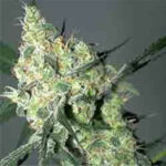 Auto White Russian - Fem. Serious Seeds