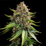 Auto White Widow fem. Barney's