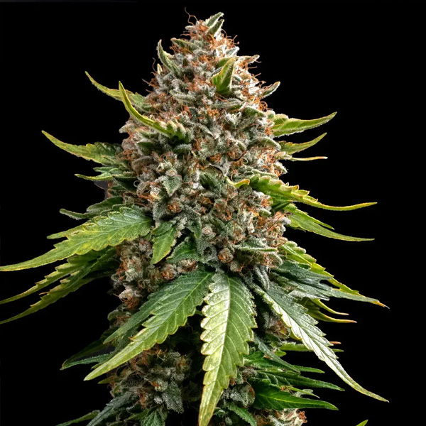 Auto-White-Widow-1-u-fem-Barneys.jpg Auto White Widow fem. Barney's - immagine 1