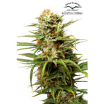 Auto White Widow 1 femmina Dutch Passion