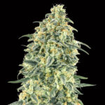 Auto White Widow XXL femminili 00 Seeds