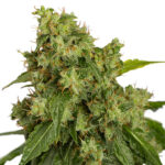 Auto Xtreme femmina Dutch Passion