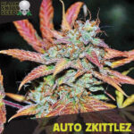 Auto Zkittlez fem. Black Skull Seeds