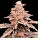 Banana Latte 5 u G13 Labs