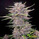 Banana Purple Punch Auto femmina FastBuds Seeds
