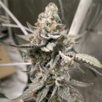 Beaver Cookies fem Elev8 Seeds