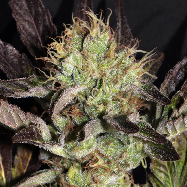 Big-Apple-Cookies-6-u-fem-Mamiko-Seeds.jpg Big Apple Cookies 6 donne Mamiko Seeds - immagine 1