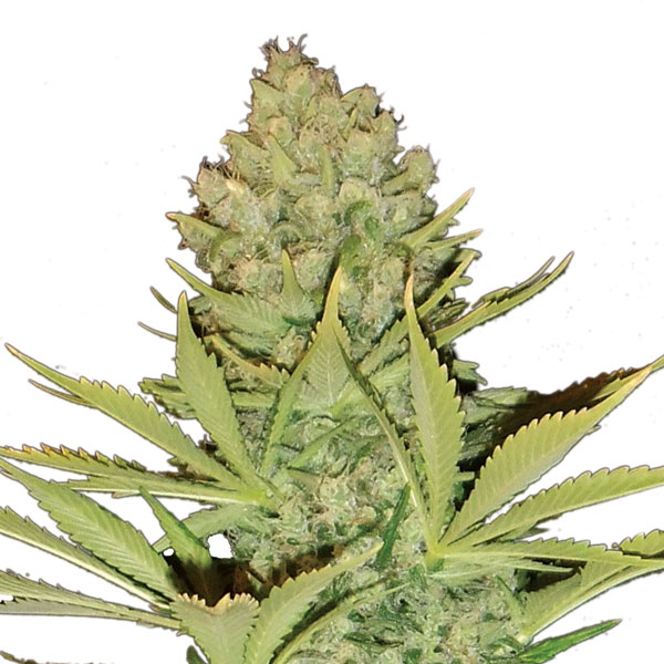 Big-Bud-10-u-reg-Nirvana.jpg Big Bud 10 u reg. Nirvana - immagine 1