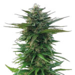 Big Yeti fem. Seedstockers Superior