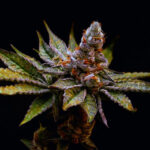 Birthday Punch fem Elev8 Seeds