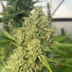 Black Beard 6 donne Karma Genetics
