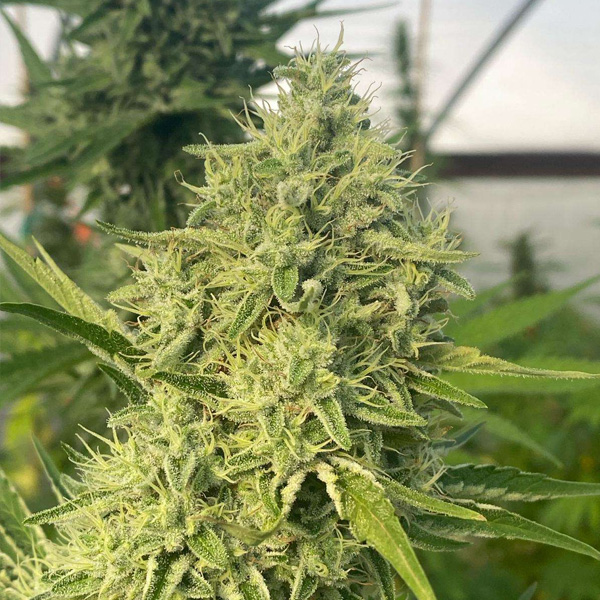 Black-Beard-6-u-fem-Karma-Genetics.jpg Black Beard 6 donne Karma Genetics - immagine 1