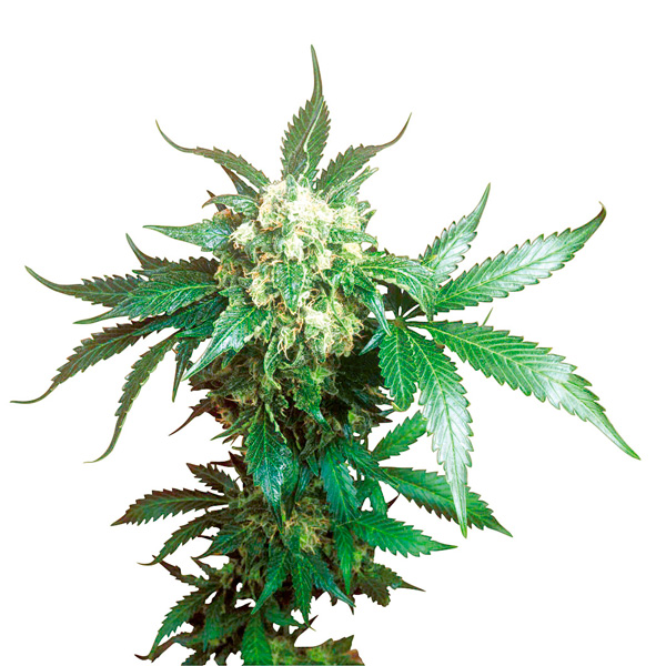 Black-Domina-3-u-fem-Sensi-Seeds.jpg Black Domina 3 donne Sensi Seeds - immagine 1