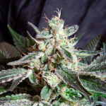 Black Jack fem. Sfuso Professionisti Sweet Seeds