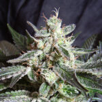 Black Jack u fem. Sweet Seeds