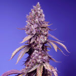 Black Muffin F1 Fast Version u fem. Sweet Seeds