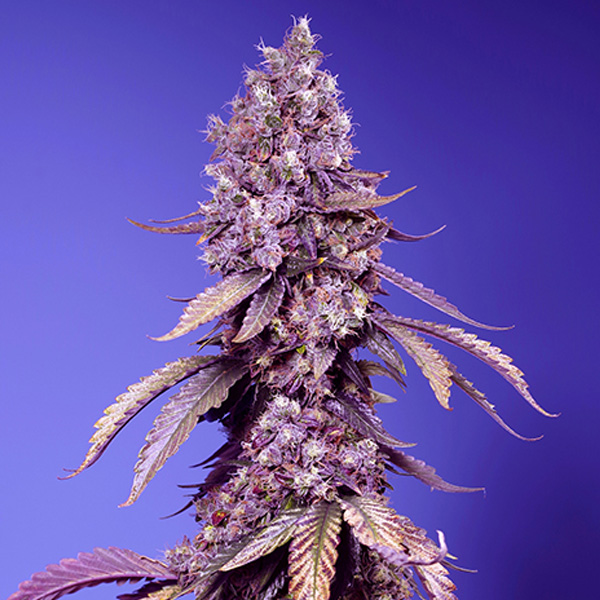 Black-Muffin-F1-Fast-Version-31-u-fem-Sweet-Seeds.jpg Black Muffin F1 Fast Version u fem. Sweet Seeds - immagine 1