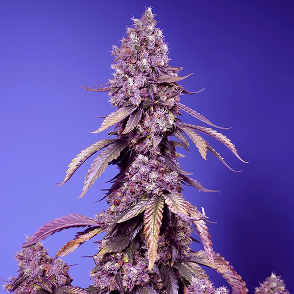 Black-Muffin-Fast-Version-25-u-fem-Granel-Profesionales-Sweet-Seeds.jpg Black Muffin Versione veloce femminili sfuse per professionisti Sweet Seeds - immagine 1
