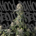 Black Pearl fem. DaHood Urban Seeds