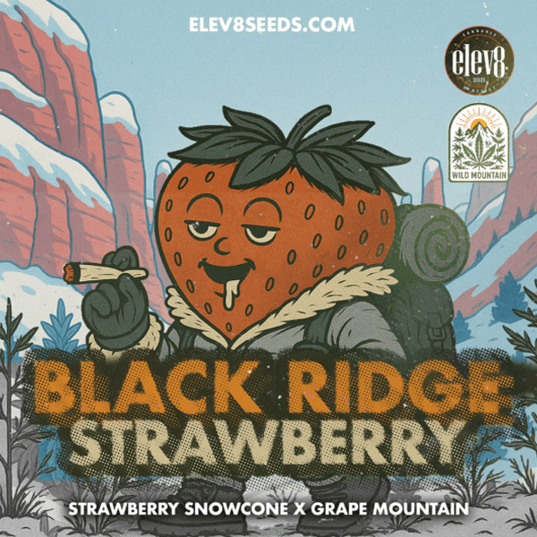 Black-Ridge-Strawberry-3-ud-fem-Elev8-Seeds.jpg Black Ridge Strawberry fem Elev8 Seeds - immagine 1