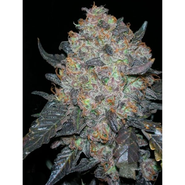 Black-Water-6-u-fem-The-Cali-Connection.jpg Black Water 6 femmine The Cali Connection - immagine 1