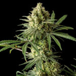 Blue Cheese 6 u The Original Big Buddha Family Farms