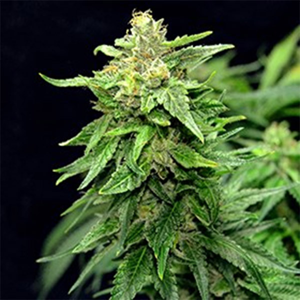 Blue-Cindy-5u-G13-Labs.jpg Blue Cindy 5 u G13 Labs - immagine 1
