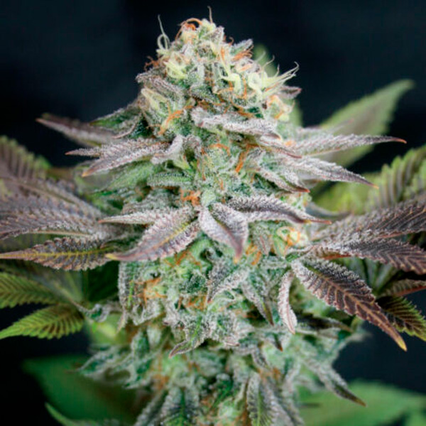 Blue-Dream-1-u-fem-Garden-of-Green-Seeds.jpg Blue Dream 1 femmina Garden of Green Seeds - immagine 1