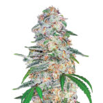 Blue Dream 5 donne Nirvana