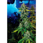 Blue Dream Haze 6 u fem. The Cali Connection