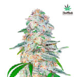 Blue Dream´matic femmina FastBuds Seeds