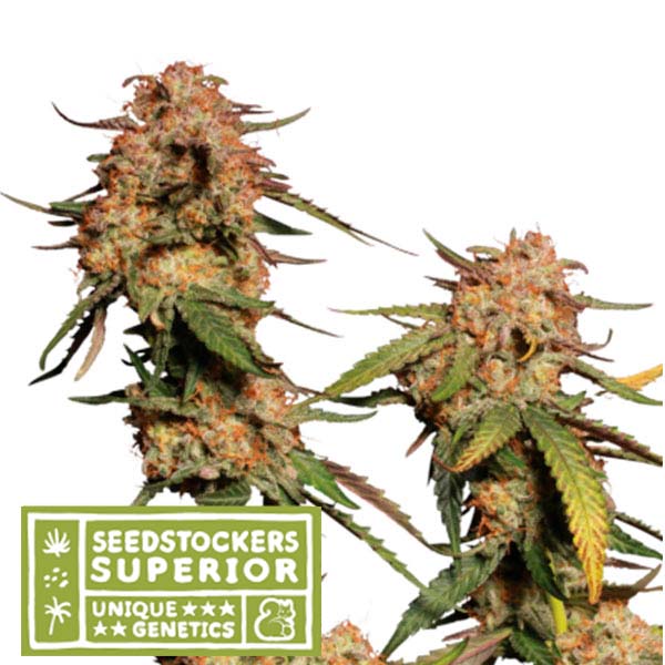 Blue-Moby-fem-1-u-Seedstockers-Superior.jpg Blue Moby fem. Seedstockers Superior - immagine 1