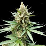 Blue OG 5 u G13 Labs