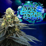 Blue Peach 6 donne Perfect Tree