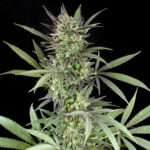 Blue Venom 5 u G13 Labs