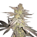 Blueberry 10 u reg. Nirvana