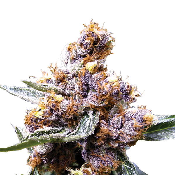 Blueberry-5-u-fem-Nirvana.jpg Blueberry 5 donne Nirvana - immagine 1
