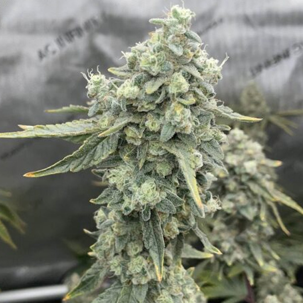 Boof-Boss-3-ud-fem-Elev8-Seeds.jpg Boof Boss , femmina Elev8 Seeds - immagine 1
