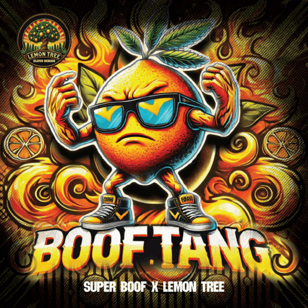 Boof-Tang-3-ud-fem-Elev8-Seeds.jpg Boof Tang fem Elev8 Seeds - immagine 1
