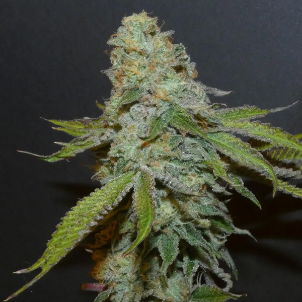 Boofalicius-31-Bask-Triangle-Farms.jpg Boofalicius Bask Triangle Farms - immagine 1